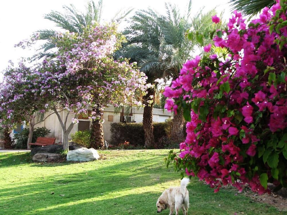 Eilot Kibbutz Country Lodging 엘라트 외부 사진